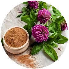 ผงสมุนไพรสกัดจากโคลเวอร์สีแดงยาสมุนไพรเพื่อสุขภาพของฮอร์โมนธรรมชาติสำหรับวัยหมดประจำเดือนและมีภูมิคุ้มกันผลิตในอินเดีย - Product Image 4