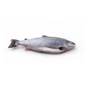 ปลาแซลมอนแอตแลนติกสดทั้งตัว ทำความสะอาดและขอดเกล็ดแล้ว - Product Image 3