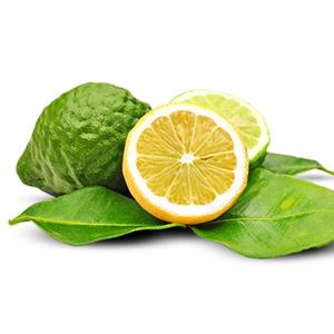 100% Pure Natural Bergamot Essential Oil Herbal Extract from India Price Available in <b>Bottle</b> Drum Plastic Container Packaging - Product Image 4