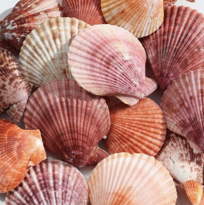 Coquille de pétoncle utilisée pour les paramètres de buffet d'affichage des aliments Exigences de restauration et d'emballage de cadeaux d'événement - Product Image 4