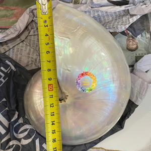 Polished Chambered Marine <b>Shell</b> <b>Ornament</b> for Interior Design Unique Eco-Friendly Craft Modern Theme Exported to Vietnam - Product Image 5