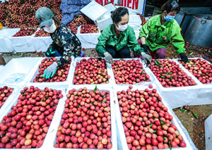 Lichi Enlatado 100% Saludable / Fruta de Lichi Enlatada en Almíbar / Lichi de Alta Calidad de Vietnam - Product Image 5