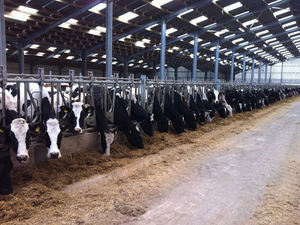 Hangar à structure en acier avec zone d'alimentation et ventilation sur le toit pour ferme laitière ou vache bovine - Product Image 3