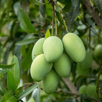 Vietnam Hoogwaardige Verse Mango - Tropisch Fruit voor Export met Groothandelsprijs