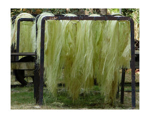 Sisal en gros / Fibre de sisal naturelle de qualité UG à vendre en gros / Fibre de sisal naturelle de qualité UG premium / Sisal / Laine naturelle - Product Image 5