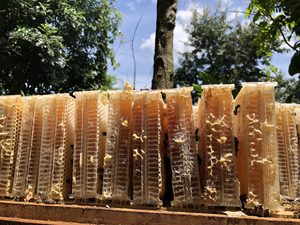 เค้กรังผึ้งหลายดอกที่มีรสหวานบริสุทธิ์น้ำผึ้งแสนอร่อยเค้กรังผึ้ง100% ราคาถูกจาก99 GD