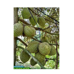 Dulce fruta fresca de Durian Fruta fresca barata de Durian - Product Image 3