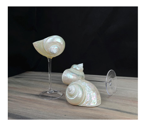 Vente en gros Verres à vin Shell avec tailles personnalisées disponibles pour la décoration intérieure et les magasins de détail - Product Image 1