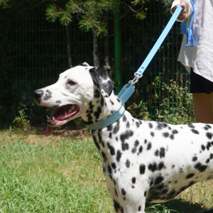 Laisse pour chien SUMMA, simple et moderne, solide, 1,2 m, en TPU durable, écologique, imperméable, lavable, pour l'extérieur - Product Image 3