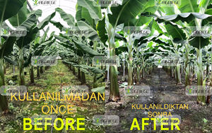 Extracto de Algas Marinas Líquidas Atlantis Plus, Fertilizante Orgánico Bioestimulante, Potasio, pH 9.4-11.4, Crecimiento de Plantas Agrícolas, Rendimiento - Product Image 5