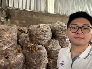 Jengibre Fresco de Vietnam, Exportador Agrícola de Confianza que Ofrece Entrega de Contenedores a Granel para Compradores Extranjeros - Product Image 5