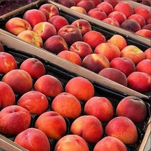 เนกทารีนแดงสดคุณภาพสูง - คุณภาพส่งออกเกรด 1 - เนื้อสีเหลืองหวาน - ผลไม้ไร้เมล็ด - ความหวานสูง 11% - เนกทารีนขายส่ง - Product Image 6