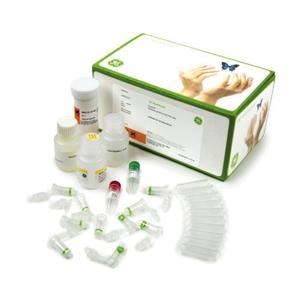 Illustra Mini Spin Kit pour Préparation Génomique Bactérienne 50 Préparations Personnalisable OEM Support - Product Image 1