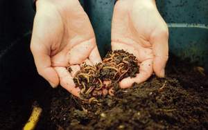 Fertilizante Orgánico 100% de Alta Calidad para la Agricultura, Vermicompost de Origen Vietnamita - Product Image 4