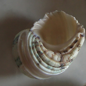 Turbo Chrysostomus SEASHELL BIJOUX Coquille polie avec motif vert et blanc Diverses petites sortes - Product Image 2