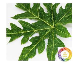 Hojas de papaya secas de primera calidad 100% té natural puro cortado de granjas de Vietnam hojas de papaya secas de alta potencia para bebidas herbales Bliss - Product Image 2