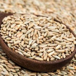 Grains de seigle entiers biologiques Grains de seigle séchés naturels Grains de seigle pour la pâtisserie Seigle en vrac pour la brasserie Seigle pour l'alimentation animale À vendre - Product Image 1
