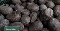 Machine de production d'huile comestible automatique à haut rendement, capacité de 750 kg/h pour les huiles d'olive, de soja, de sésame, de noix et de noix de coco