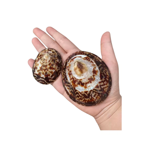 Concha de limpias natural para manualidades, fabricación de joyas y decoración costera, concha de limpias premium al por mayor - Product Image 1