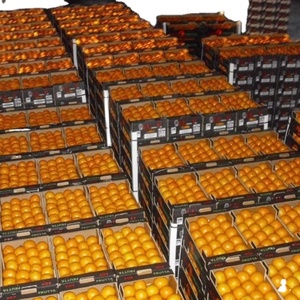 Naranja Mandarina Orgánica <span class=keywords><strong>de</strong></span> Primera Calidad, Variedad Navel, Cítrico Fresco con Sabor Dulce, Marca SA, 3 Años <span class=keywords><strong>de</strong></span> Duración - Product Image 5