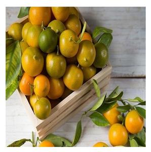 Extrait de fruit de Kumquat en vrac de qualité supérieure Poudre de Kumquat/Poudre de qualité sur le marché - Product Image 2