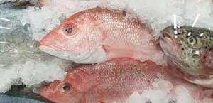 Poisson snapper surgelé IQF de haute qualité avec une durée de conservation de 12 mois à vendre - Product Image 5