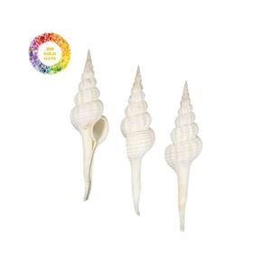 Concha natural pulida Diseño único para decoración del hogar e ideas de regalo Vietnam - Product Image 5