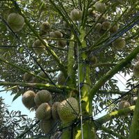 Premium Vietnamese verse durian voor export en groothandel