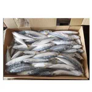 High Quality Seafood Whole Fish Horse Mackerel Frozen Pacific Mackerel Fish HGT For Sale