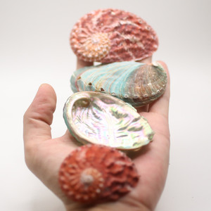 CRAFTS NATURAL POLISHED ABALONE SHELL <b>RAINBOW</b> <b>LIGHT</b> SAGE SMUDGING REPTILE FOOD BOWL DECORATION GIFTS AMELIA +84855014447 - Product Image 4