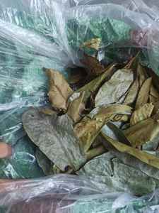 Hojas de guanábana de Vietnam que proporcionan una calidad de secado estable para la preparación de bebidas, mezclas minoristas y mercados de exportación - Product Image 6