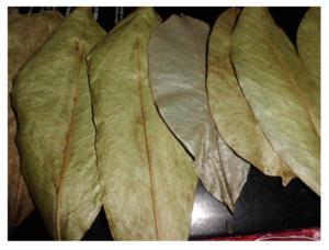 Fournisseur Soursop Leaves Feuilles Séchées Du Vietnam-Feuille De Soursop Séchée De Qualité Supérieure Au Meilleur Prix - Product Image 4
