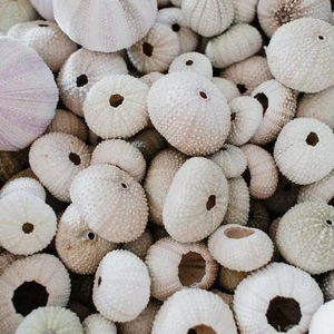 Meilleures ventes de coquillages polis en forme d'oursin du Vietnam Décoration de la maison de style animal Ornement et souvenir - Product Image 5