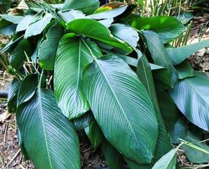 FEUILLES DE PHRYNIUM CONGELÉES NATURELLES DE QUALITÉ SUPÉRIEURE/QUALITÉ FRAÎCHE/PRÊT À L'EMPLOI POUR LA RESTAURATION - Product Image 1