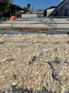 Écailles de poisson séchées riches en protéines, source naturelle marine pour la gélatine - Product Image 2