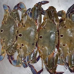 อาหารทะเลปู3จุดแช่แข็งมาตรฐานส่งออกผู้จัดจำหน่ายขายส่ง - Product Image 5