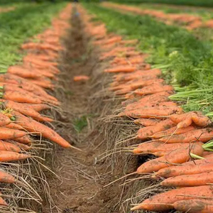 Zanahorias de alta calidad de Vietnam que cumplen con los estándares de exportación en productos agrícolas - Product Image 4