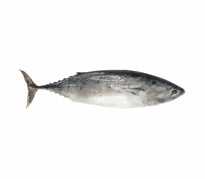 Оптовая цена, хорошее качество, свежая замороженная рыба скипджек, тунец для продажи