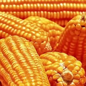 Harina de maíz seco congelado cultivado con OMG de alto contenido proteico, maíz seco agrietado, mayorista para consumo humano, distribuidor de maíz seco de Canadá - Product Image 2