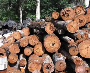 Top Grade Teak <b>Wood</b> Timber Bulk Quality Dry Round Teak <b>Logs</b> Durable Natural Teak <b>Wood</b> <b>Logs</b> Timber for Sale in Best Price - Product Image 6