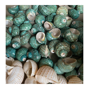 Concha decorativa para instalaciones de arte interior de 99 Gold Data Vietnam en acabado blanco y verde - Product Image 5