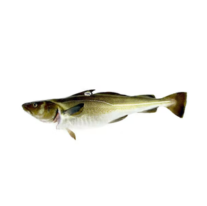 Mejor Precio Bacalao Salvaje del Atlántico |   Pescado Fresco de Bacalao del Atlántico Noruego Disponible - Product Image 5