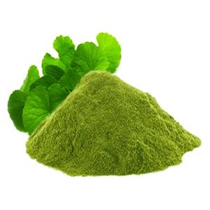 Poudre de pennywort fabriquée au Vietnam avec une texture à mailles fines, idéale pour les usines alimentaires et les marchés d'exportation - Product Image 2