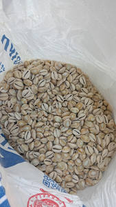 Conchas de cauri pequeñas de alta calidad de Vietnam, secas limpias, color blanco natural, vacías y listas para el comercio de exportación - Product Image 5