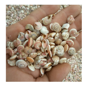 Conchas marinas finamente seleccionadas con detalles intrincados, perfectas para arte único con temática costera y artesanías hechas a mano - Product Image 4