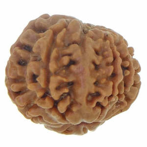 Perles de Rudraksha népalaises 9 Mukhi - 100% originales et certifiées (9 Mukhi Rudraksha) - Product Image 3