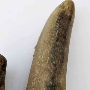 Punta de Cuerno de Búfalo Natural Ecológica, Técnica de Tallado a Mano, Moderna, Impermeable, para Mangos de Cuchillos/Espadas, Monturas de Gafas - Product Image 1