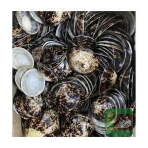 CARCASAS LIMPET PULIDAS Y NATURALES DE VIETNAM PARA MADRES EN LACTANCIA, ARTESANÍA DE RESINA Y PROYECTOS DE DECORACIÓN DEL HOGAR - Product Image 5