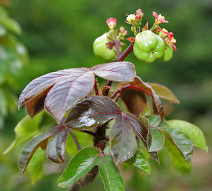 Semilla de Jatropha Roja Silvestre-Cultivada - Product Image 1