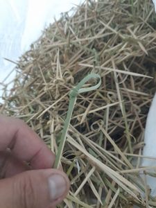 Brocheta de bambú desechable ecológica, palo de bambú para frutas, decoración de cóctel, brocheta de nudo de Bambú - Product Image 6